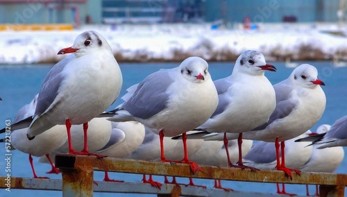 The black-headed gull (Larus (Chroicocephalus) ridibundus). Birds of Ukraine