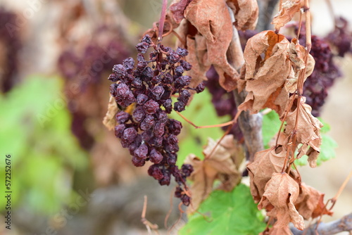 Du raisin brulé par un incendie