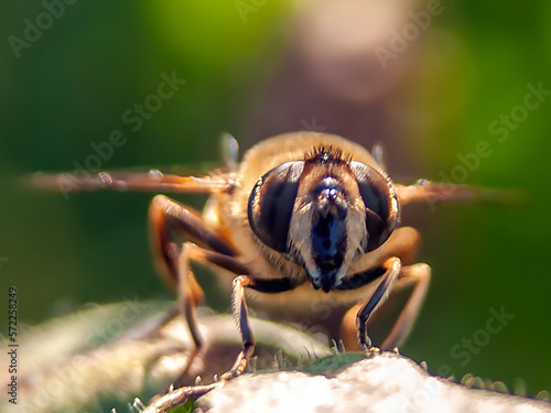 głowa pszczoły