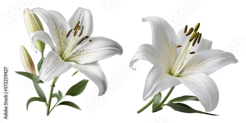 white lily transparent background , ai generated
