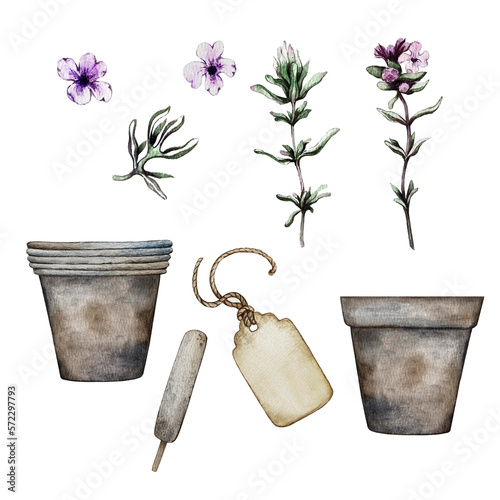 collection of provencal herbs, thyme