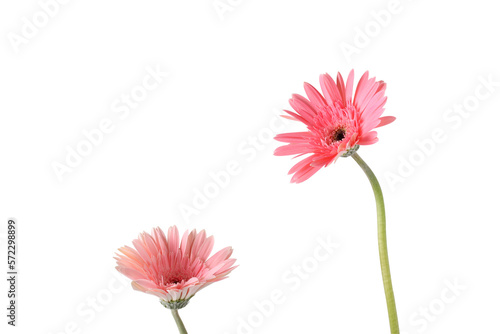 Pink Gerbera flowers bouquet isolated background.