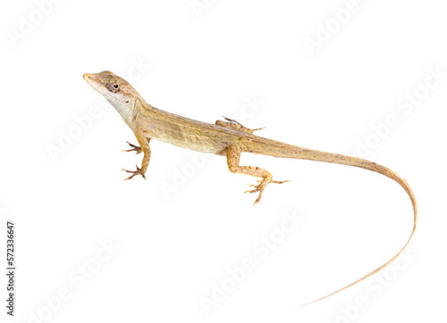 lizard without background