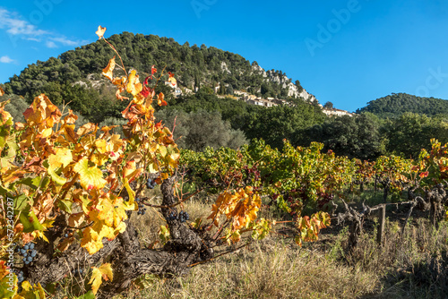 Village de Siguret au milieu des vignes à l' automne , au pays des Dentelles de Montmirail. Vaucluse. France 