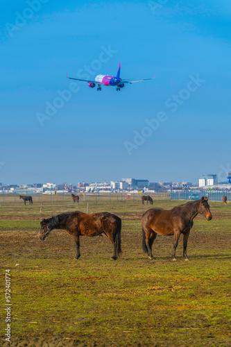 Lotnisko Okęcie w Warszawie. Lądujący samolot na tle pasających się koni w pobliżu lotniska.