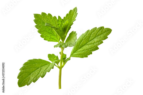 Fresh mint branch isolated on white background. Full focus of the plant.