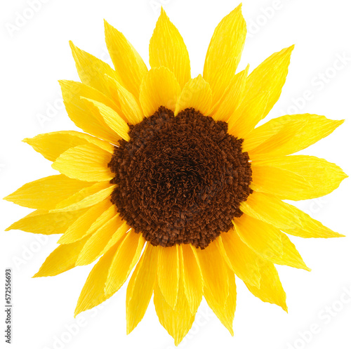 Isolated single sunflower paper flower made from crepe paper