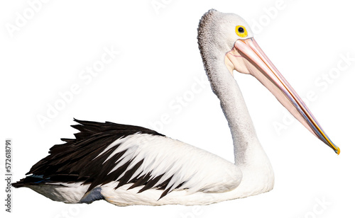 isolated australian pelican with transparent background; common australian marine bird, the most common pelican of australia and tasmania