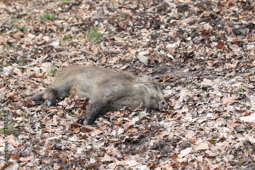 Totes Wildschwein im Wald mit ASP Seuche