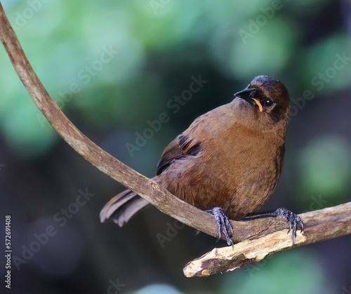 A juvenile South Island saddleback or tīeke (Philesturnus carunculatus) perching on a tree branch in a forest on Ulve island, Stewart Island, New Zealand (endemic to New Zealand)