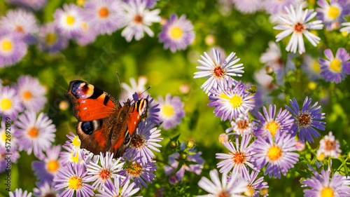 Motyl na kwiatach.