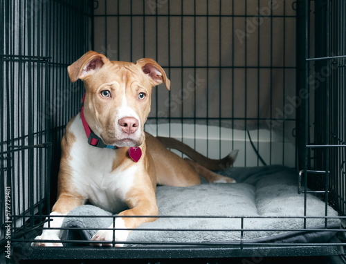Puppy dog inside crate with open door. Front view of cute puppy lying in kennel looking sad or worried. Crate training puppy dog. 5 months old female Boxer Pitbull mix puppy. Selective focus