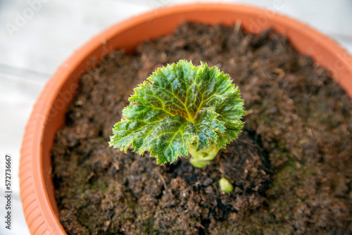 A young tuberous begonia plant in a pot. Home plants, hobby, floriculture.