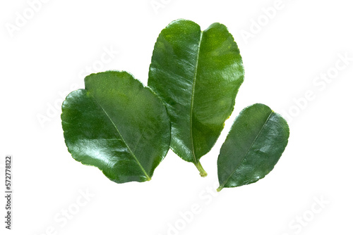 LISTKI KAFIR Kafir lime leaves isolated on transparent background PNG