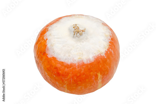 Moldy spoiled pumpkin, isolated on a white background