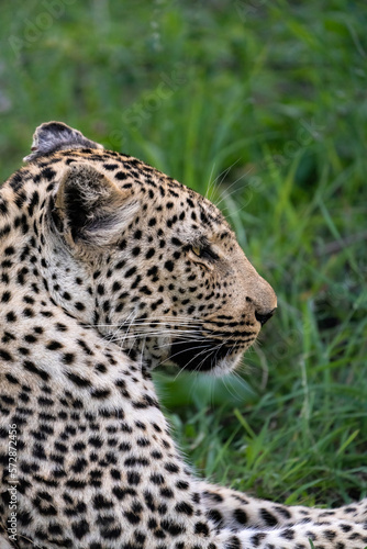 Portrait of a beautiful female leopard lying in the lush green grass, Greater Kruger. 