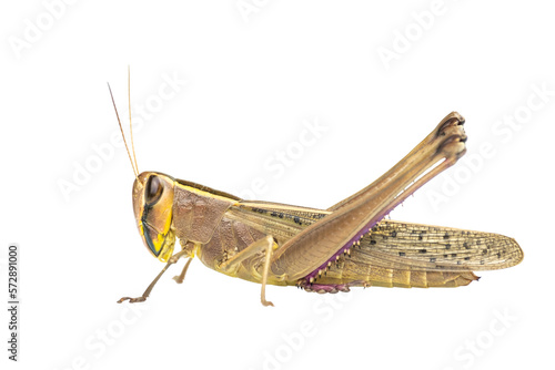 Full body of Brown Meadow grasshopper , mantis on transparent background, PNG File