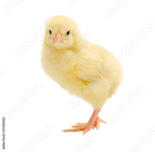 Yellow little chick isolated