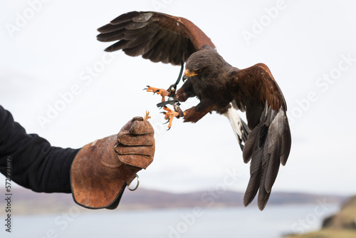 bird of prey falconry