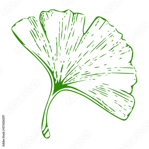 Simple green ginkgo tree silhouette of leaves. Illustration isolated on white background. PNG