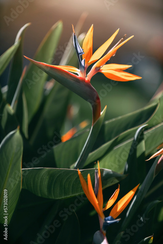 Strelitzia reginae. Rajski ptak. Kwiaty z Madery