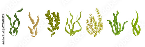 Set of various cartoon seaweeds. Vector graphics.