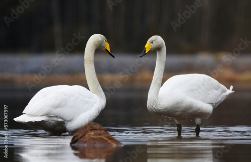 Whooper swan (Cygnus cygnus) pair in the lake in spring.