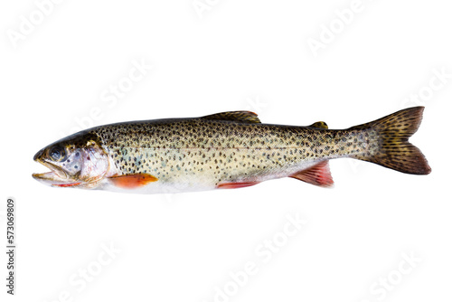 wild Cutthroat trout, in pristine condition, isolated on a transparent background