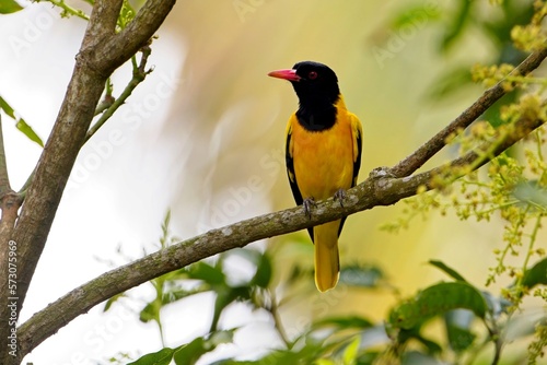 Beautiful black and yellow bird, Black-hooded Oriole, Oriolus xanthornus perching on a branch, Žluva Černokápá