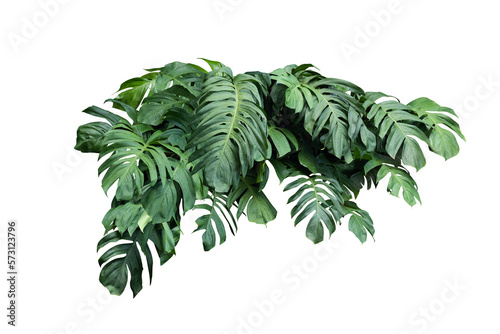 Philodendron plant grow in rain forest