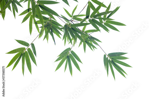 Green bamboo leaves on isolated transparent background.