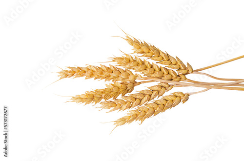 spikelets of wheat isolate on white background. Selection focus. food. 