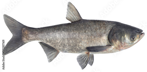 Freshwater fish isolated on white background closeup. The silver carp or asian carp is a fish in the carp family Cyprinidae, type species: Hypophthalmichthys molitrix.