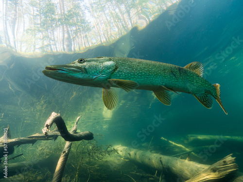 Nordic pike near surface