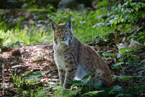 male lynx in the run