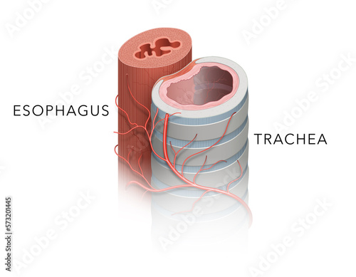 Anatomy of Trachea and Esophagus