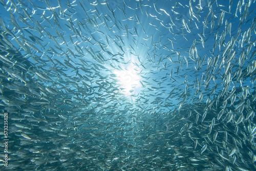 inside a giant sardines school of fish bait ball