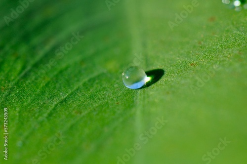 Macro water drop on green leaf