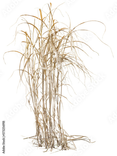 Isolated cutout PNG of dry reeds on a transparent background