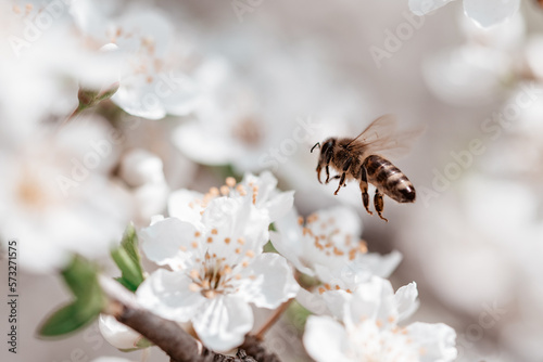 Branches of blossoming cherry and bee macro with soft focus. Beautiful cherry landscape. Floral spring abstract background of nature. Easter and spring greeting cards. Springtime
