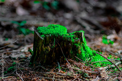 stary omszały pień i korzeń drzewa pokryty mchem w lesie iglastym