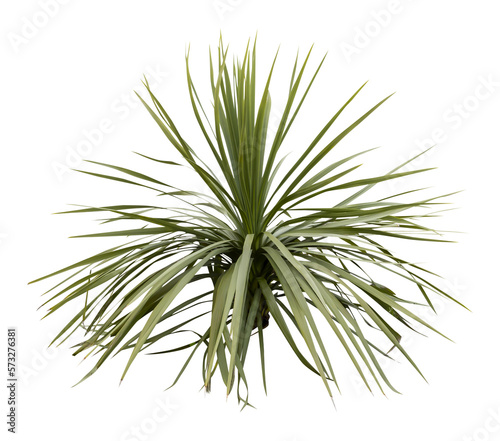 Isolated cutout PNG of a yucca on a transparent background