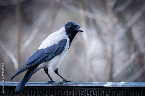 Hooded crow on an iron balustrade, at Schlosspark Charlottenburg in the evening