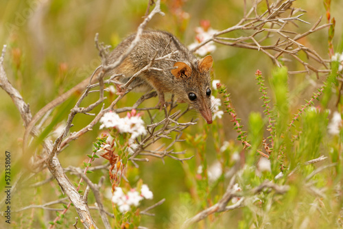 Honey Possum or noolbenger Tarsipes rostratus tiny marsupial feeds on the nectar and pollen of yellow bloom, important pollinator for Banksia attenuata and coccinea and Adenanthos cuneatus