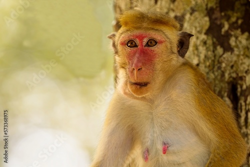 Portrait Toque Macaque, (Macaca sinica), makak bandar, is a reddish-brown-coloured Old World monkey endemic to Sri Lanka, where it is known as the rilewa.