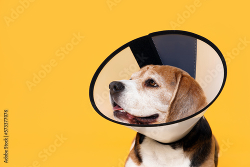 Adorable Beagle dog wearing medical plastic collar on orange background. Space for text