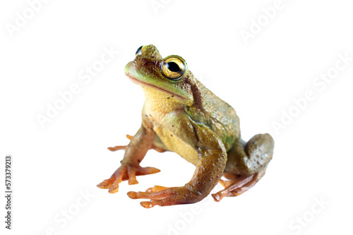 green frog without background or transparent