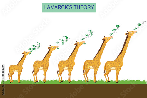Lamarckism, a theory of evolution based on the principle that physical changes in organisms during their lifetime . vector illustration. Lamarck's theory. biological concept.