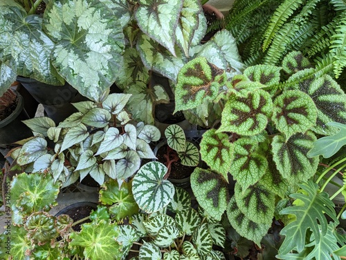 Multicolored different variety of begonia leaves