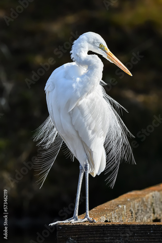  シラサギ（White Egret)